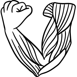 Muskelaufbau des Körpers